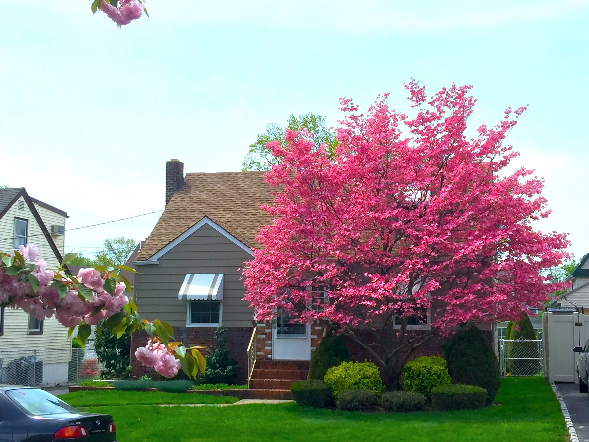 Spring is Here 春來了！