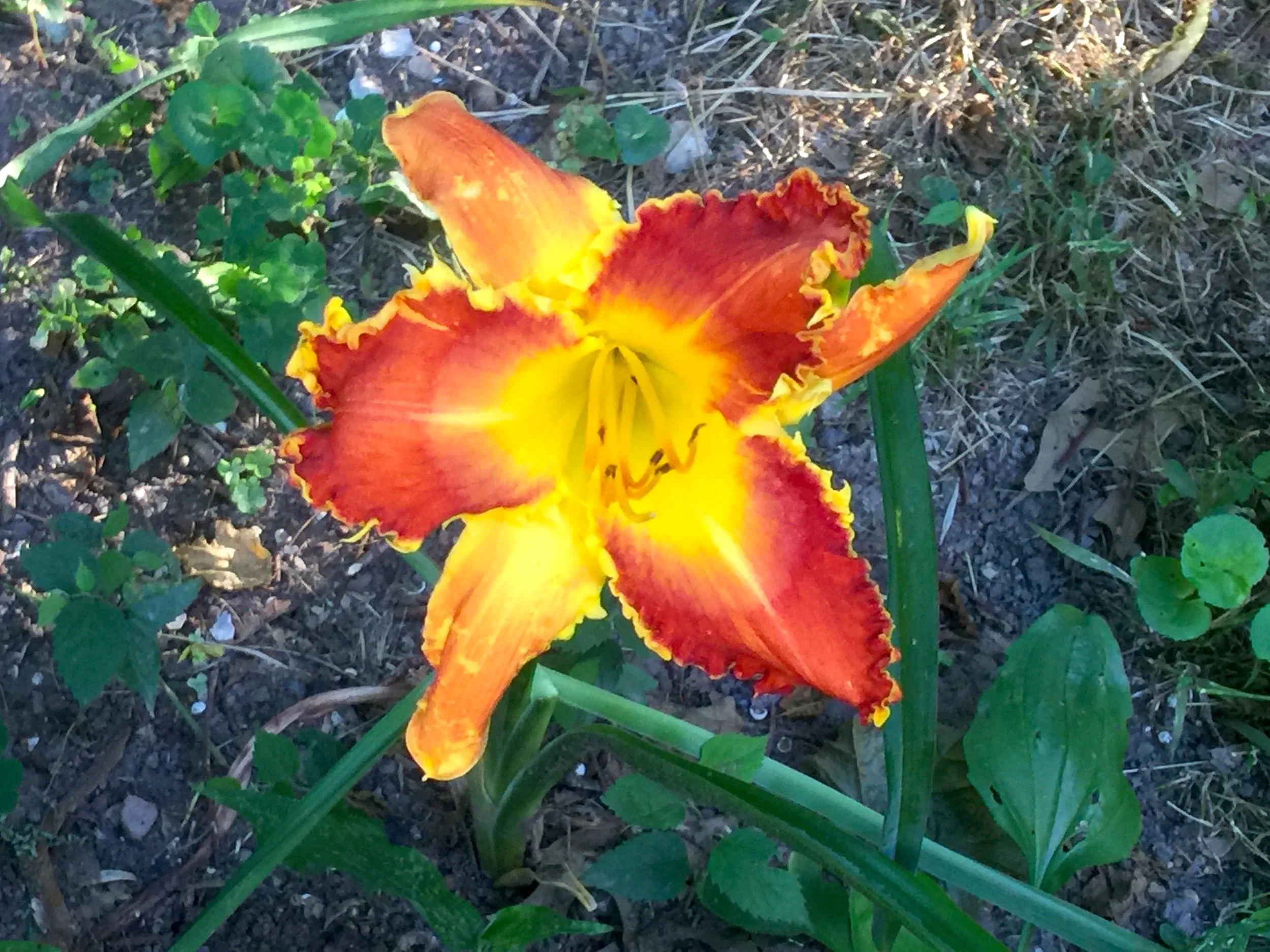 "Free China" Daylily Blossoming「自由中國」之花盛開