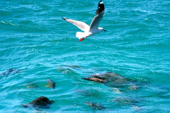 魚鳥同樂之二。