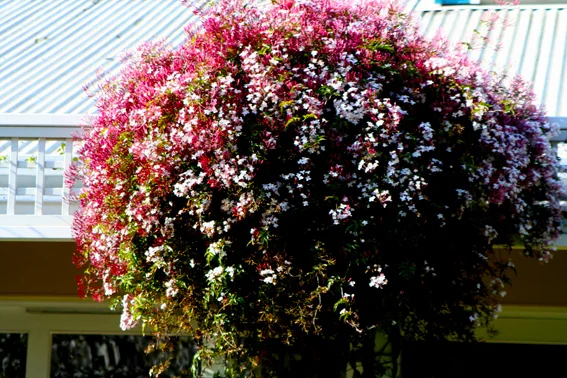 真是「花有百樣紅」啊!