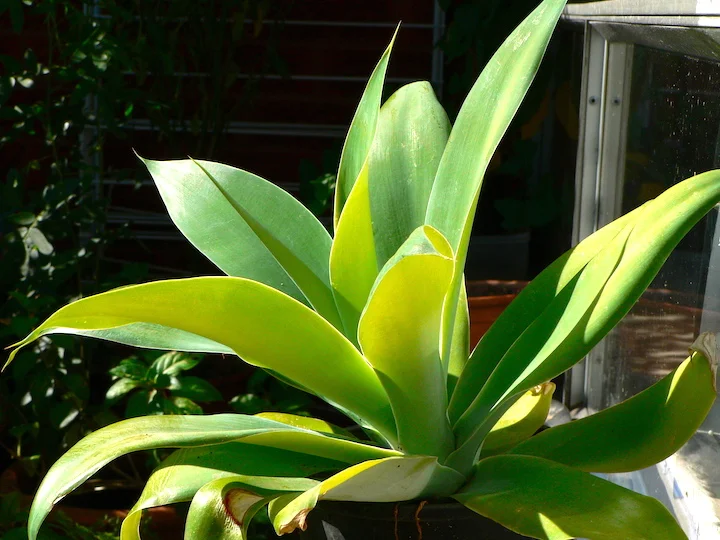 Beauty of Green  綠葉無需紅花