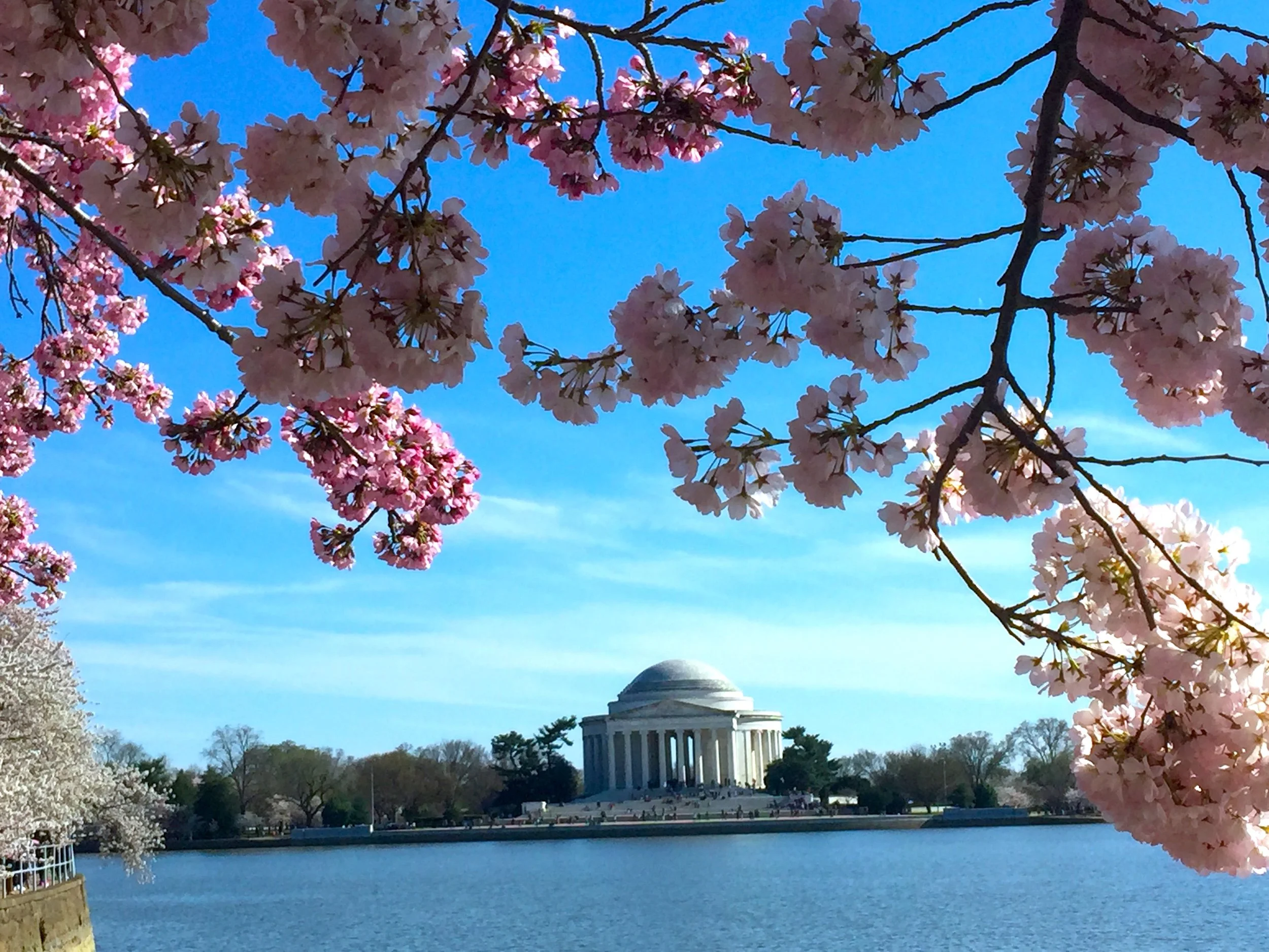 The Legendary Cherry Blossom Season of Washington 傳說中的華盛頓之櫻花節