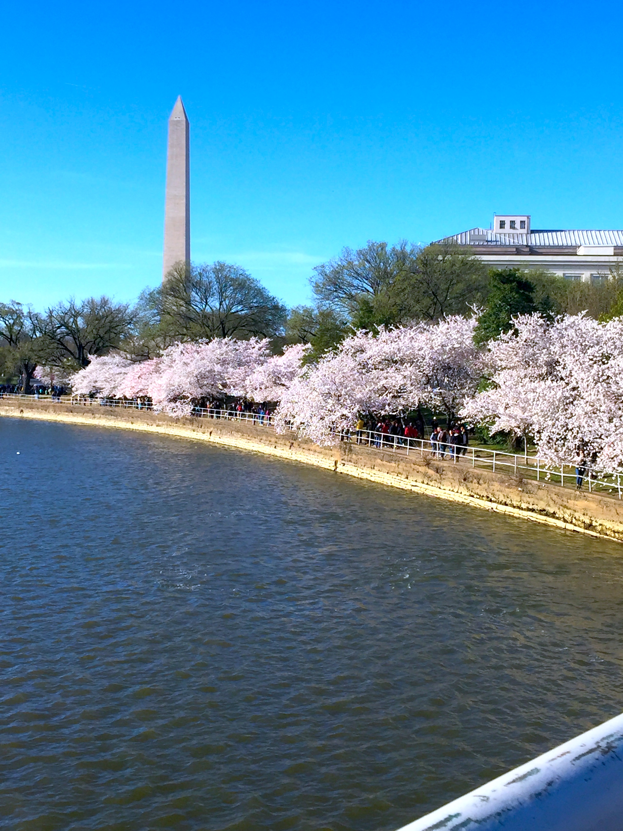 A Season of Cherry Blossom 櫻花季節