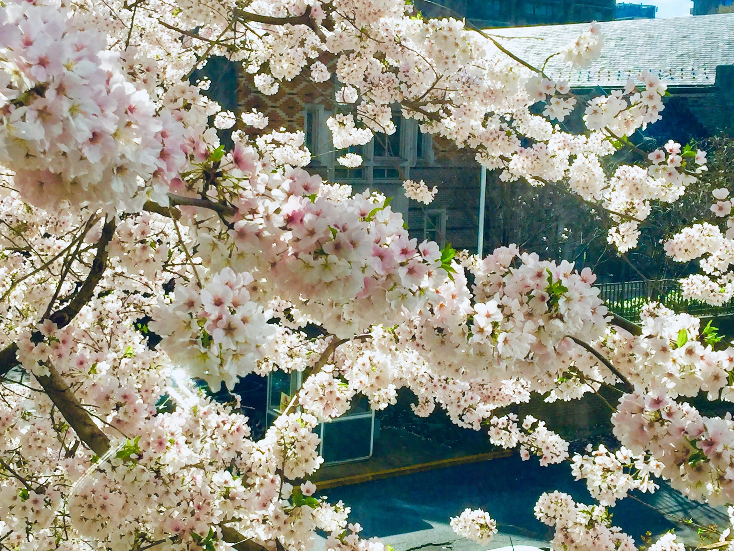 Where There Are Flowers, There is Home 有花的地方就是家