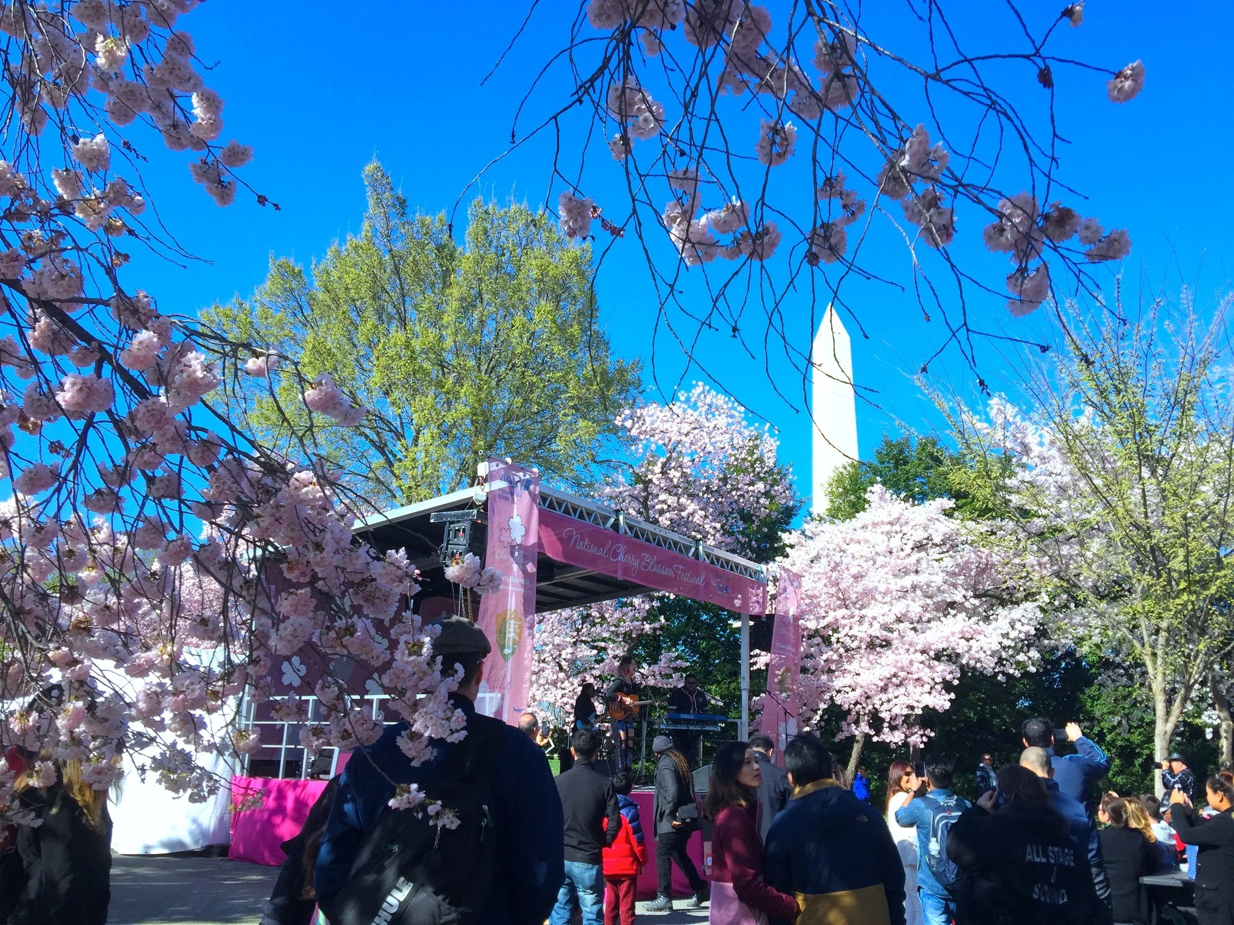 A Concert at the Tidal Basin 櫻花季節的露天音樂會