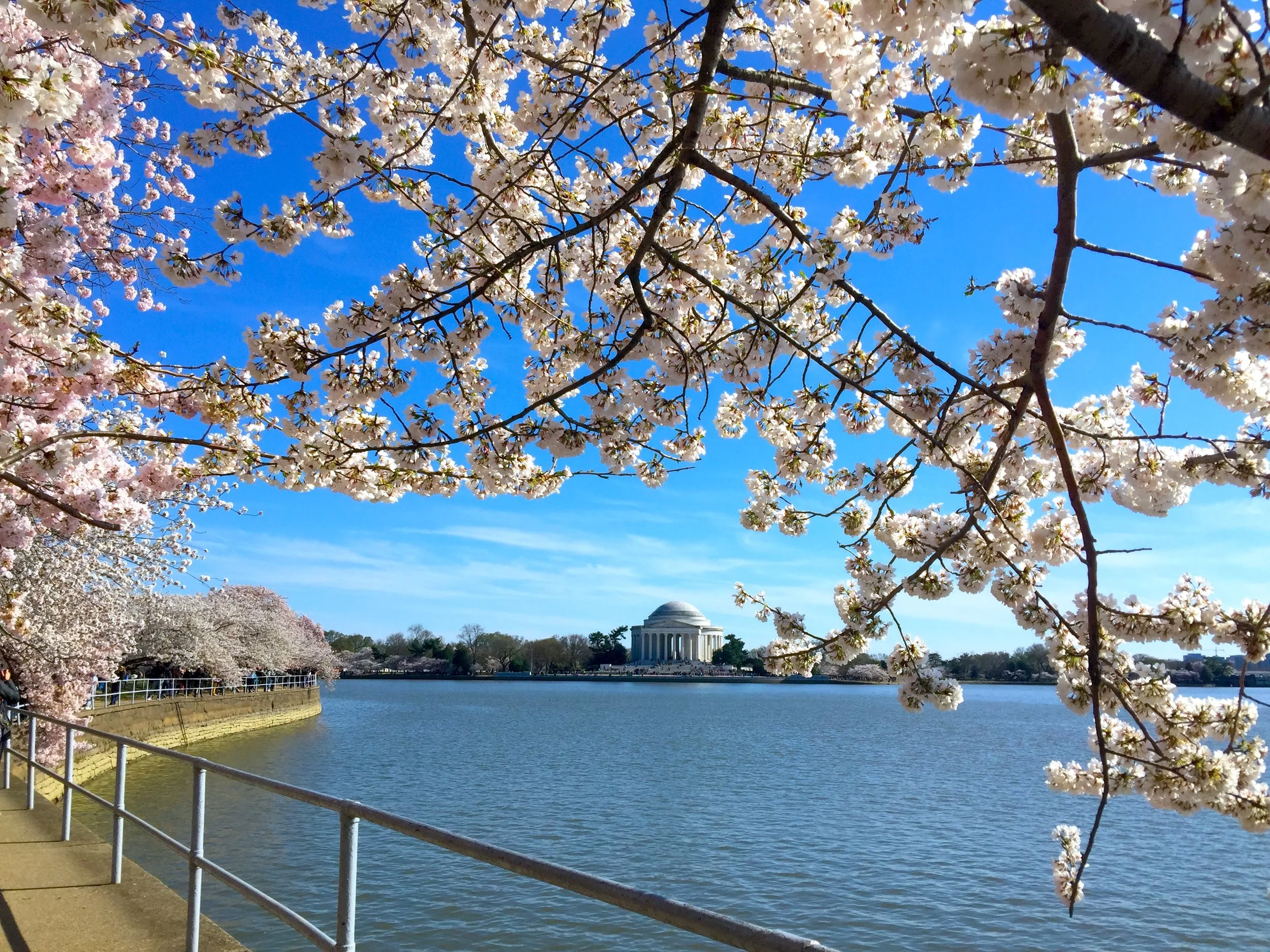  Cherry Blossom in Washington 櫻花時節