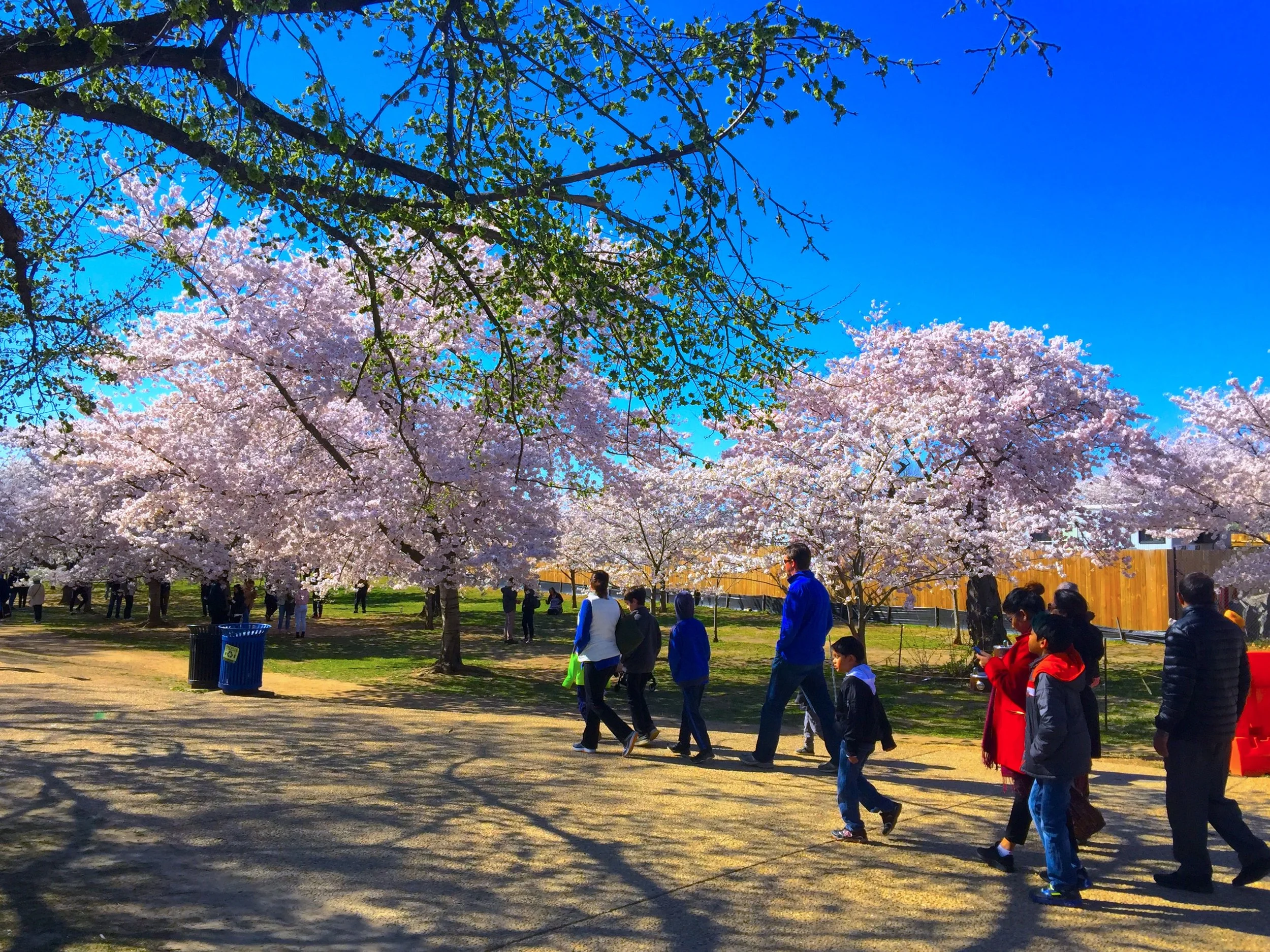 Cherry Blossom in Washington DC「若待上林花似錦  出門俱是看花人」