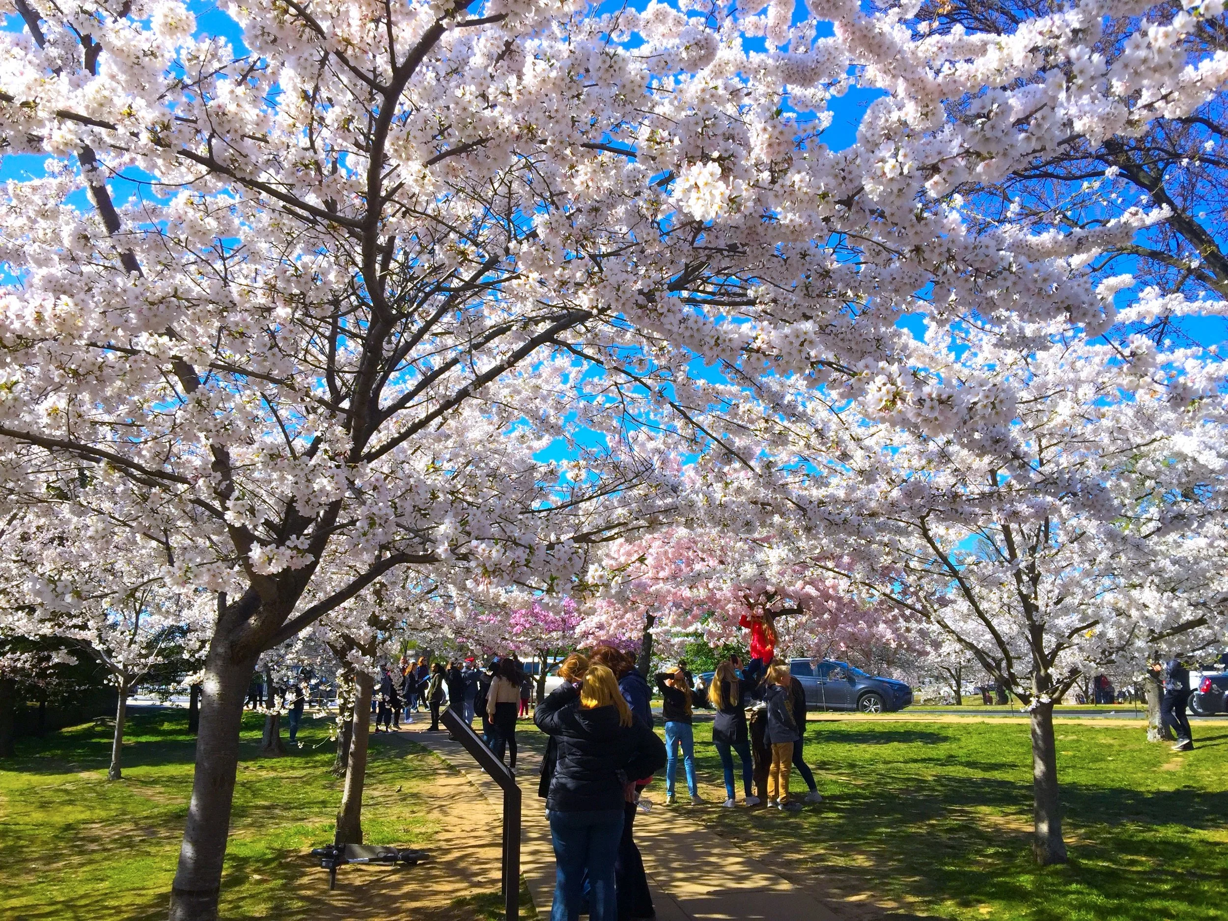 Cherry Blossom in Washington DC 「正是太平行樂處 春風花下且停驂」