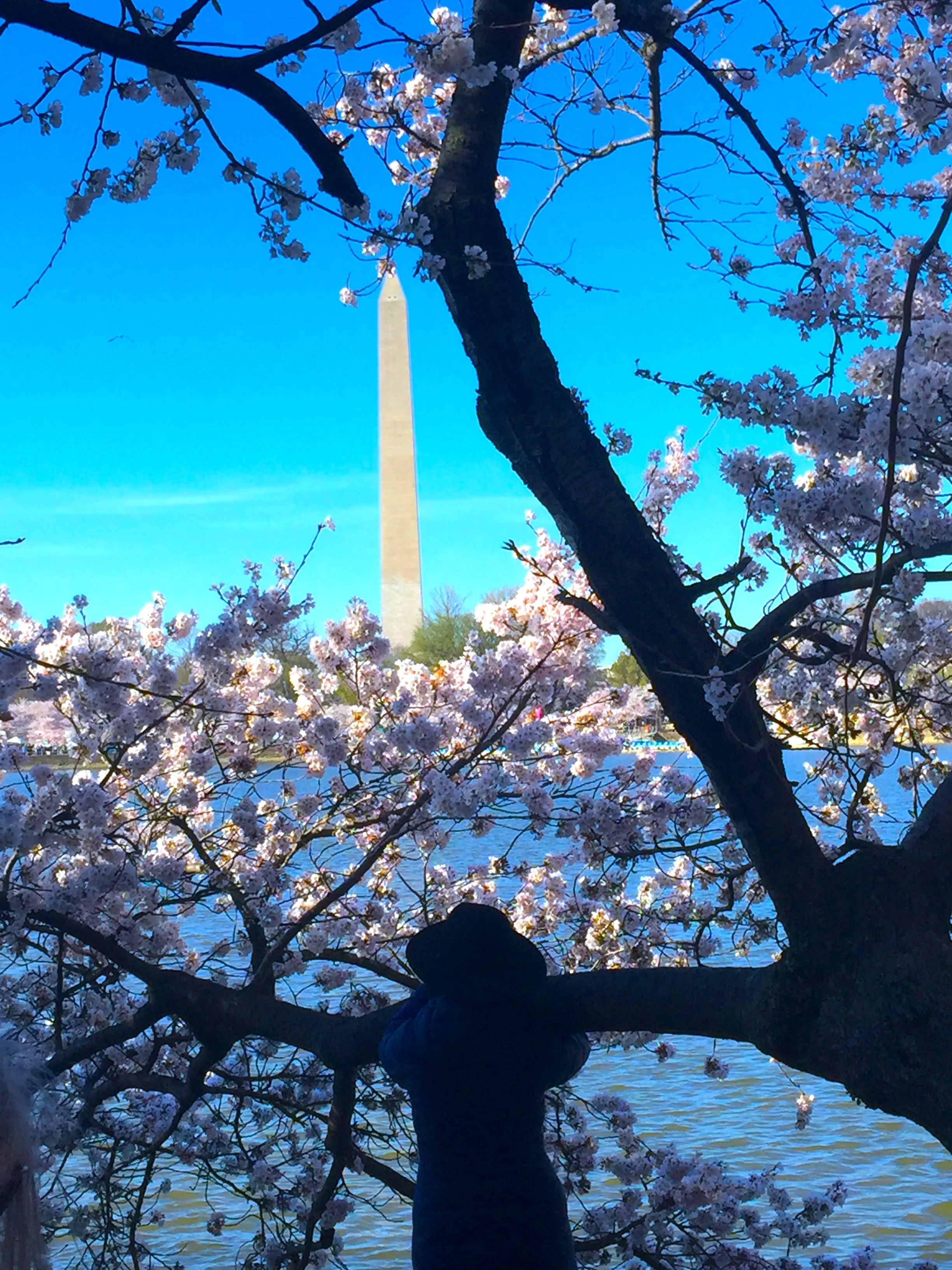 Drunken with the Beauty of Spring 暖風熏得遊人醉