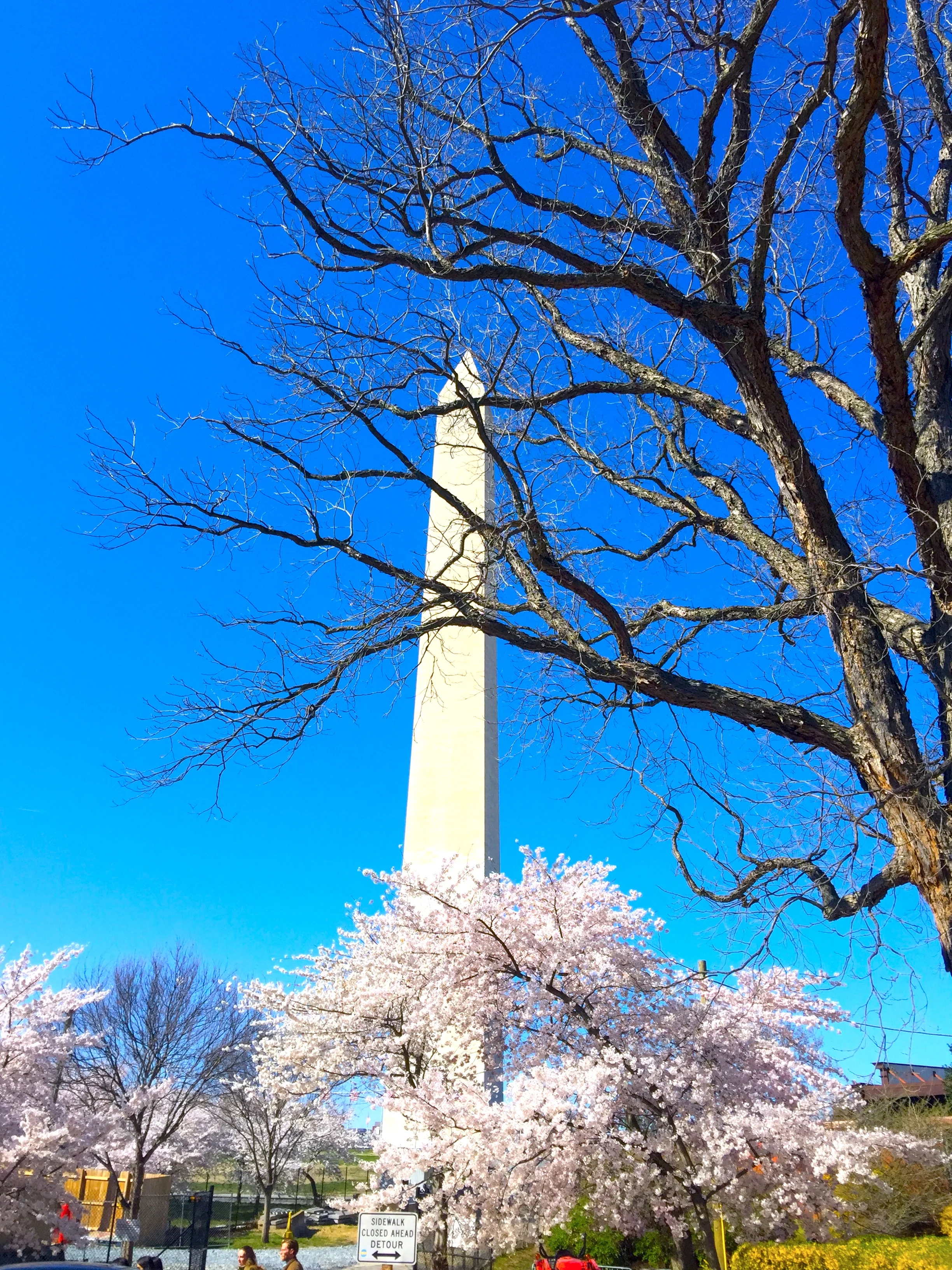 Cherry Blossom in Washington 櫻花時節