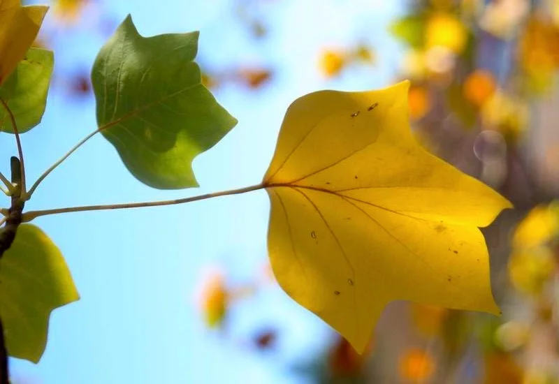 Colors of the Autumn 風中的小馬褂