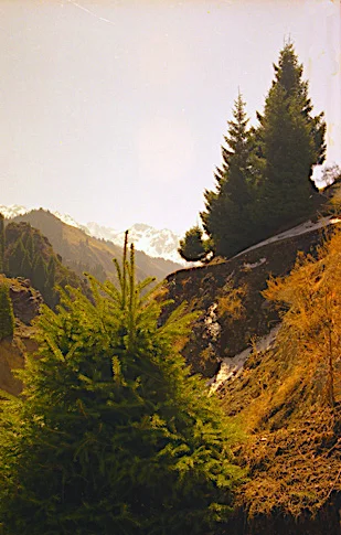 Tree &amp; Mountain 近樹 •遠山