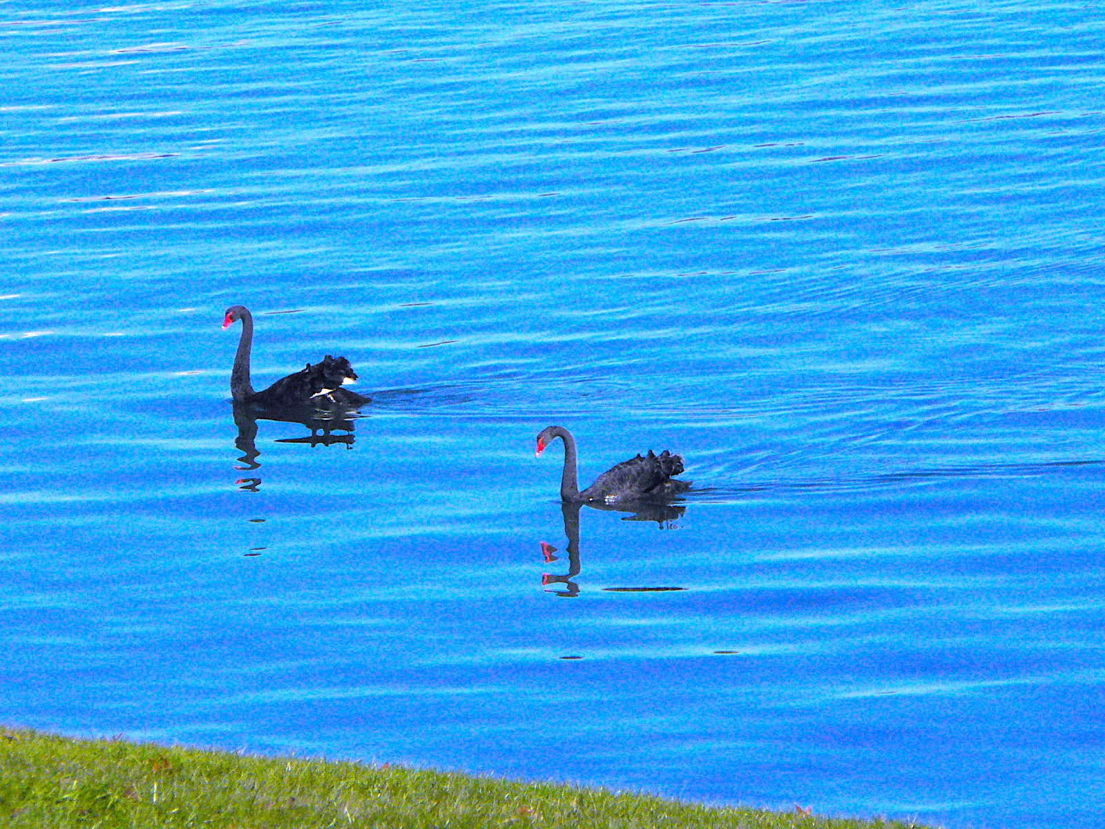 Black Swans 伴侶