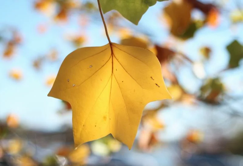 Art Work of Nature 一葉之秋