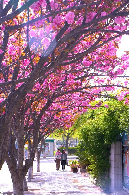 Spring in Japan 日本的櫻花 櫻花的日本