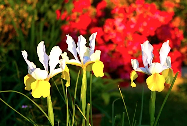 Inside Our Garden 房前屋後（之一）