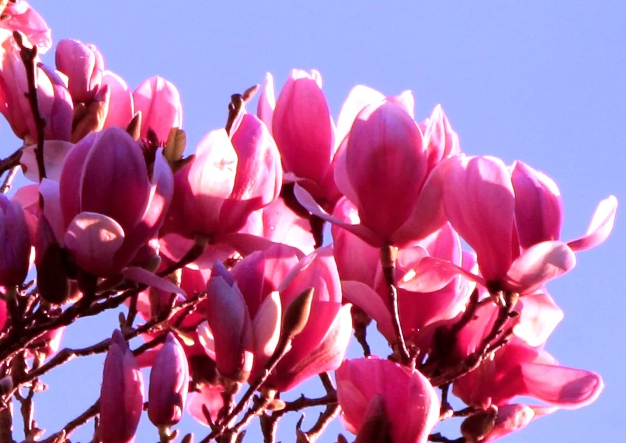 Spring Flowers in front of our House 房前屋後之玉蘭篇