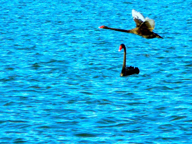 A Couple of Black Swan at Canberra 恩愛