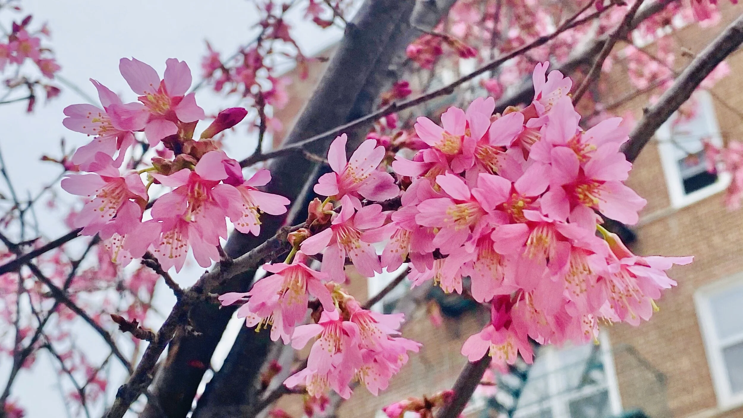 Soothing Flowers 春的消息