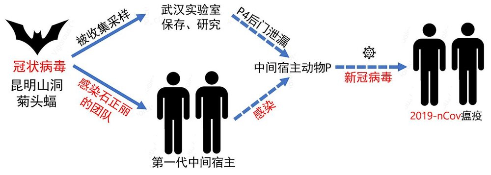 Two different possibilities of the transmission of the CCP Virus.