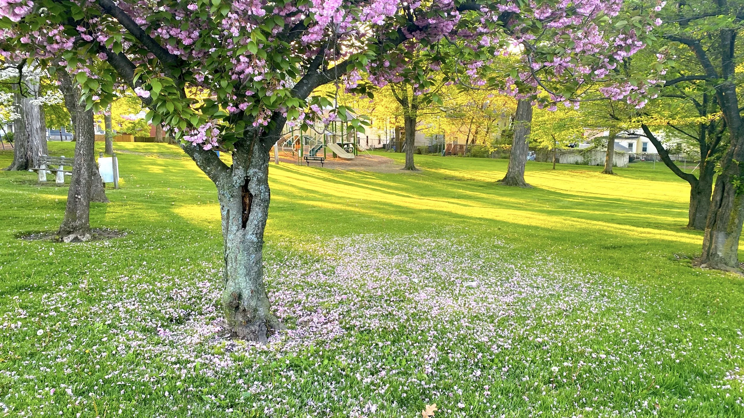 Stunning Beauty 驚豔