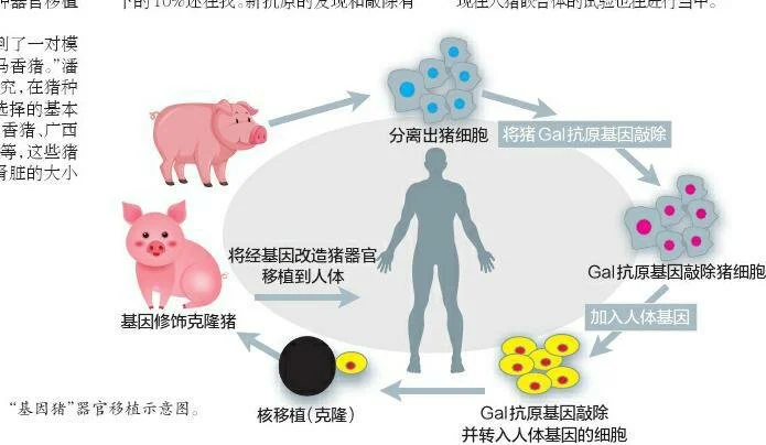 Xenotransplantation is CCP's "Great Leap Forward" in Technology Field