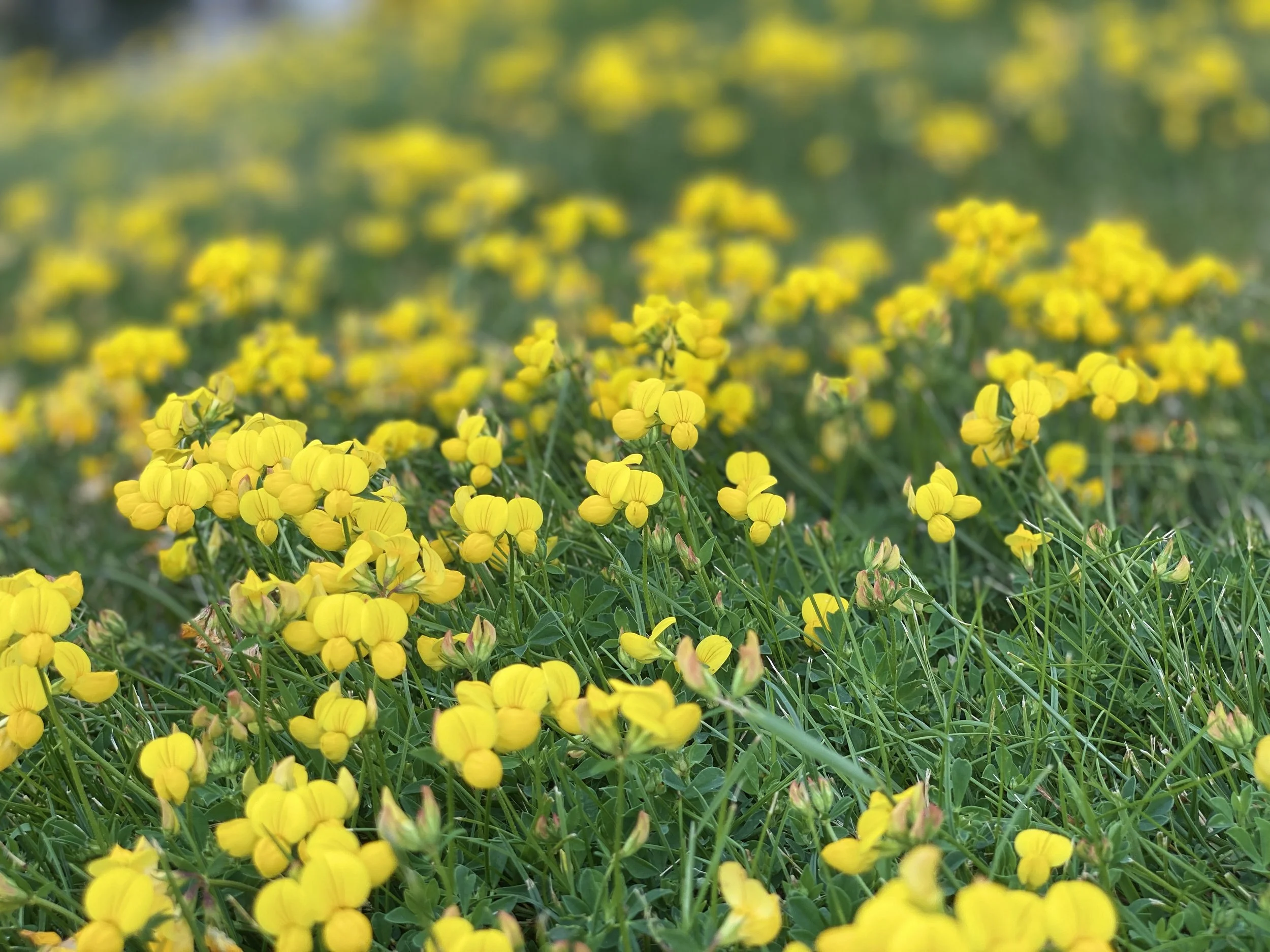 My New Love Diary (1): Gentleman &amp; Child 我的新愛情日記（之一）：紳士與小孩