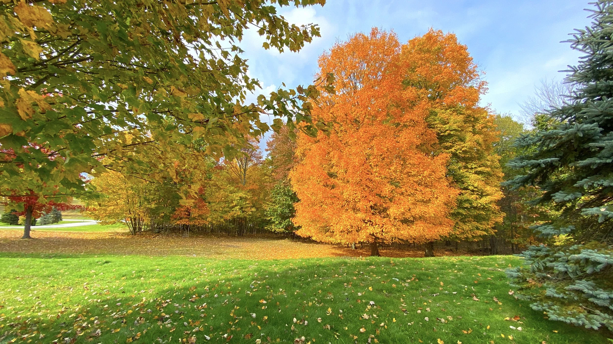 My New Love Diary (3): Loneliness and Companionship 我的新愛情日記（之三）：孤獨與相伴