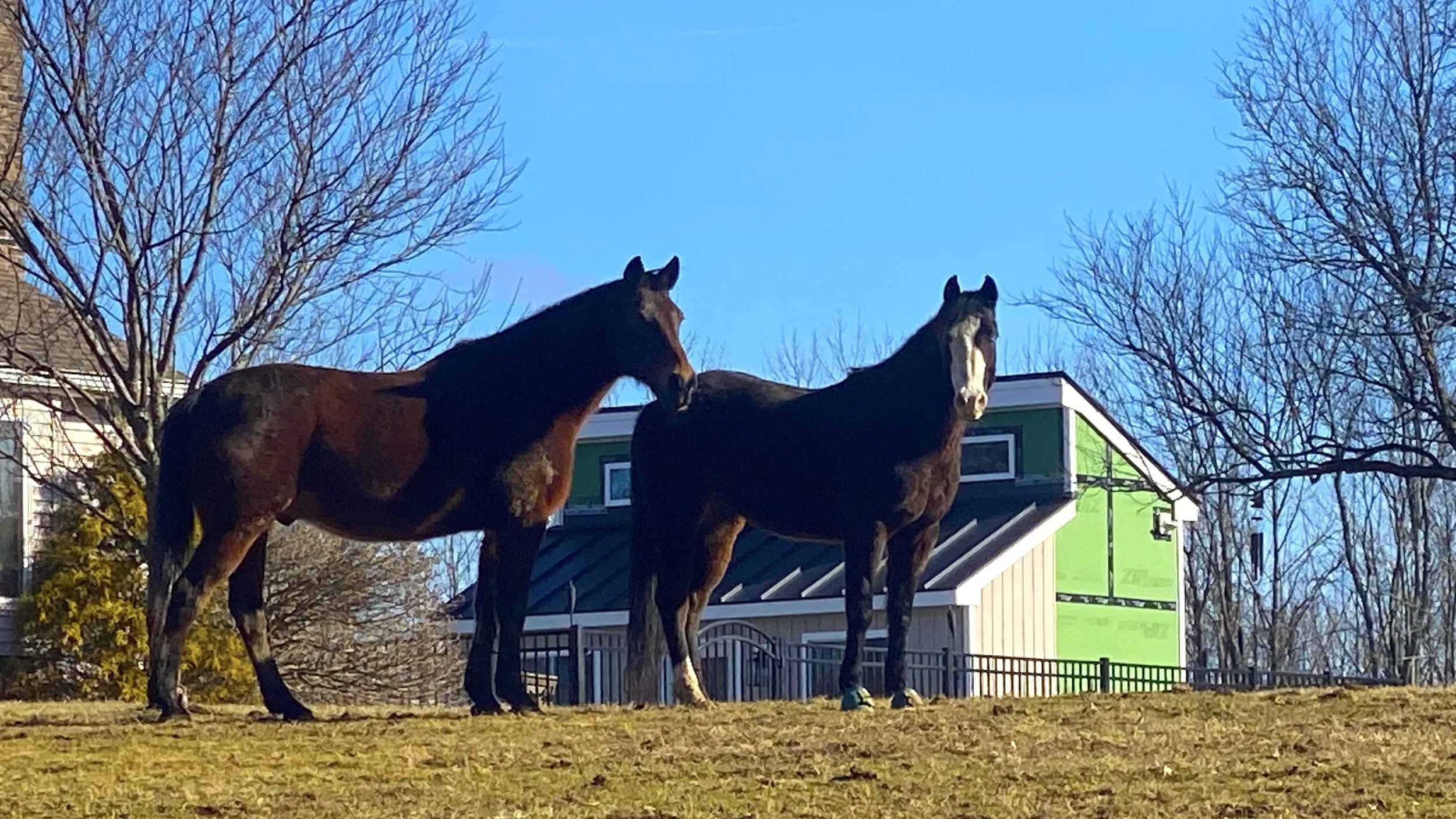 可憐的「中國人」