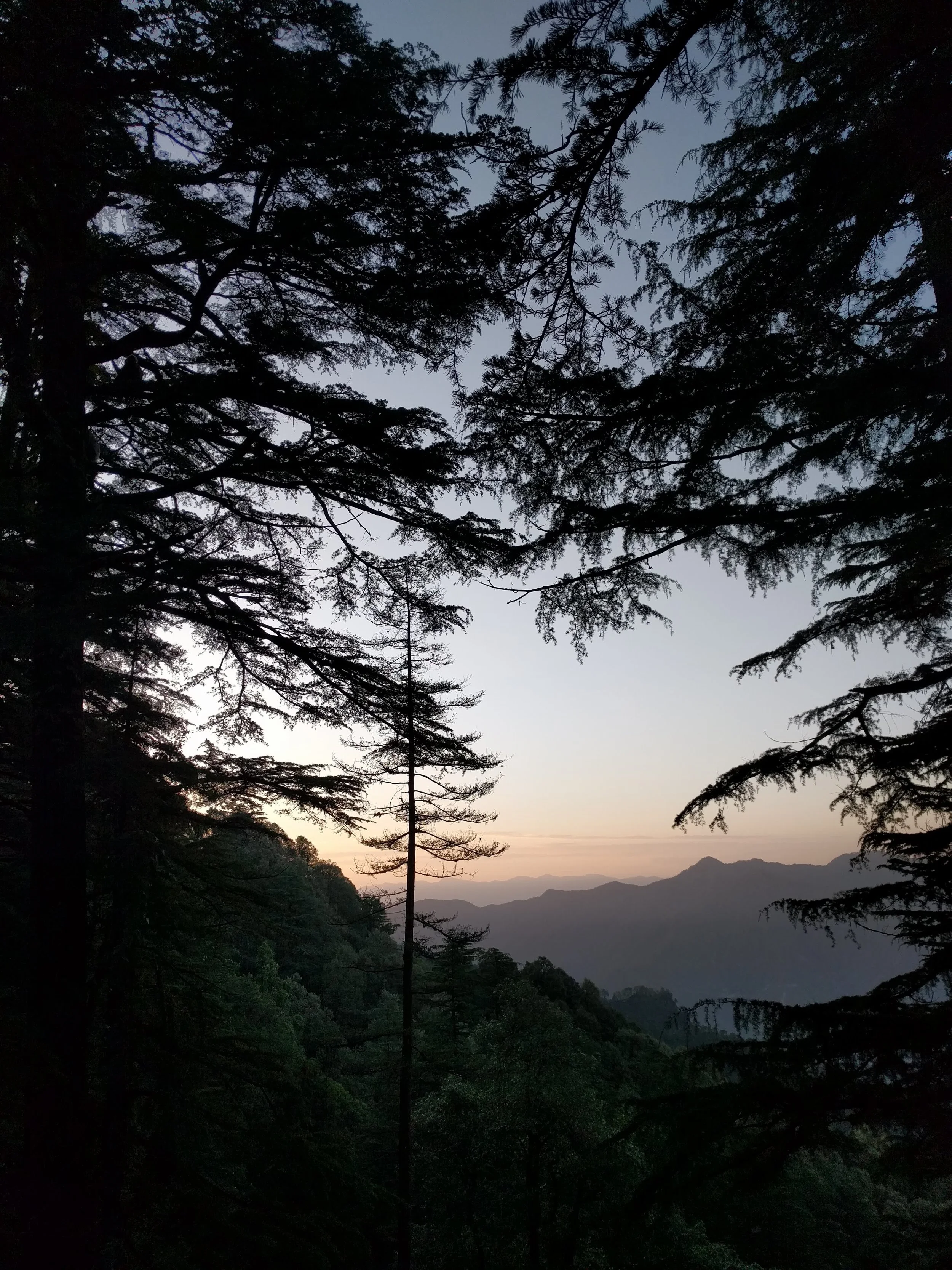 Can you spot the monkey in the trees on the left?