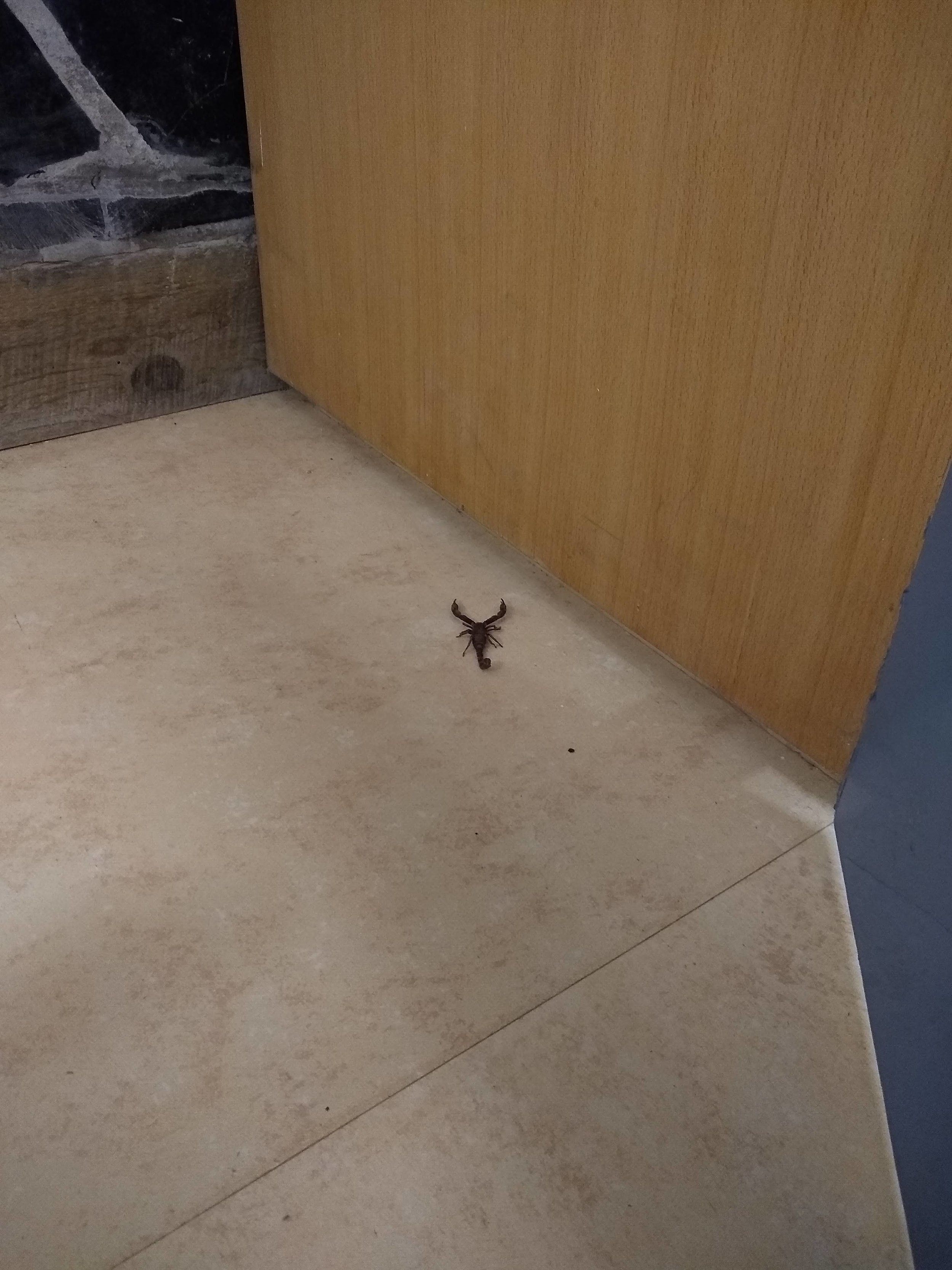 We met our first little scorpion (I call them "scorpos") recently. It was pretty easy to relocate. 