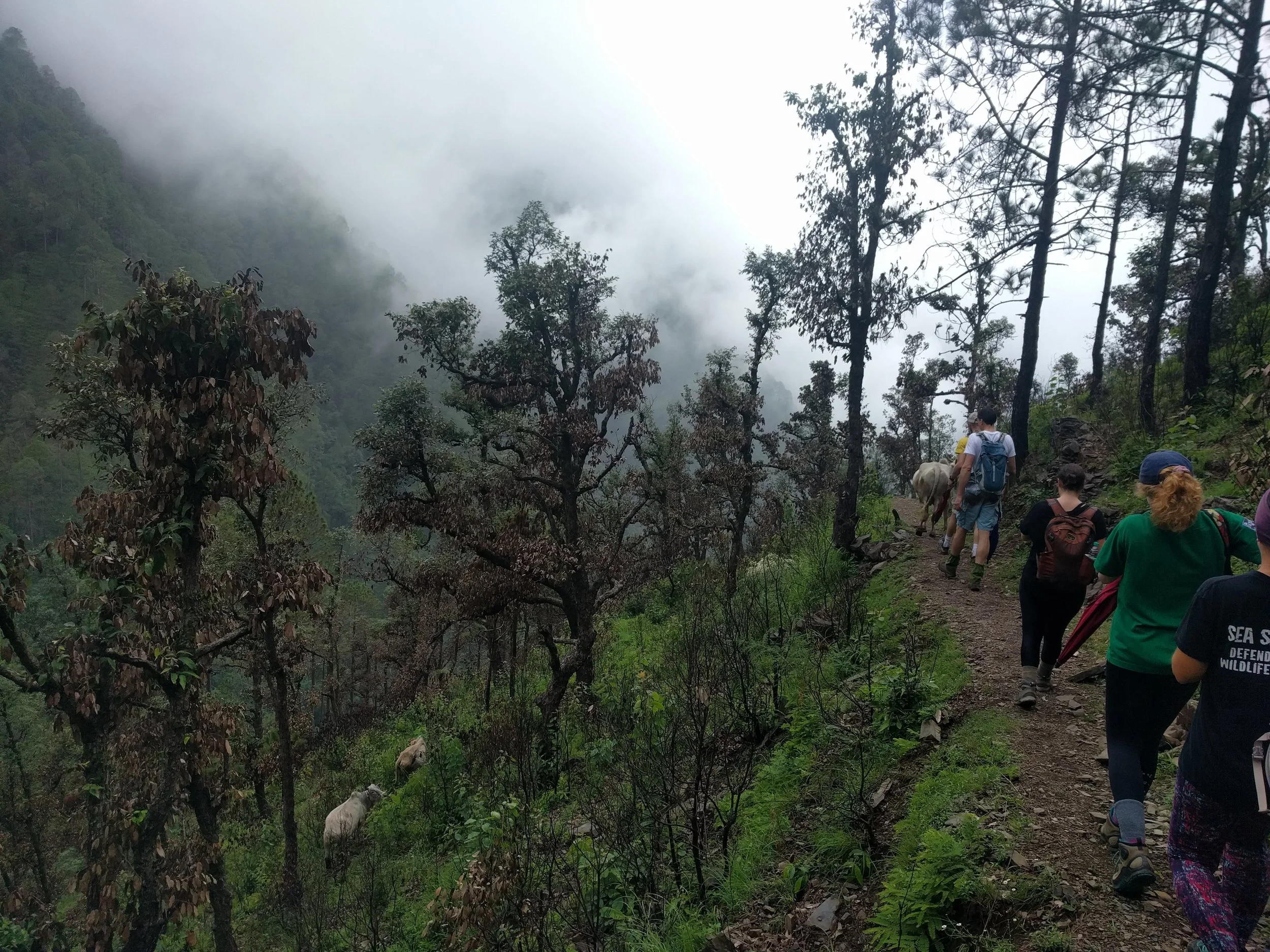 The foggy hike to Kolti Village, with the company of cows