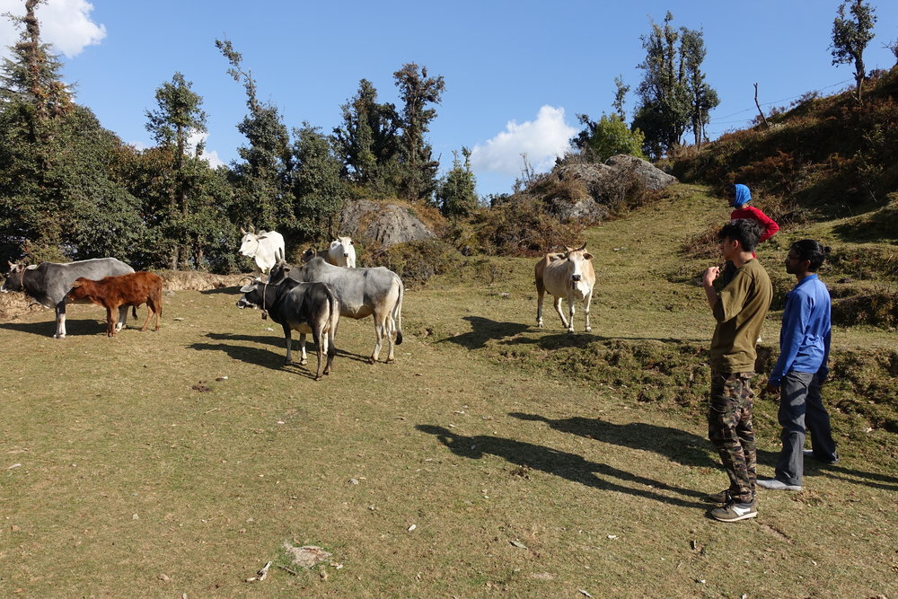  Our campsite was on the grazing route for this herd of cows. We learned that in Hindi, the sound cows make is roughly “Baahn(g)”. It’s like the sound a sheep would make if they were congested and had a French accent. Ask me to pronounce it next time