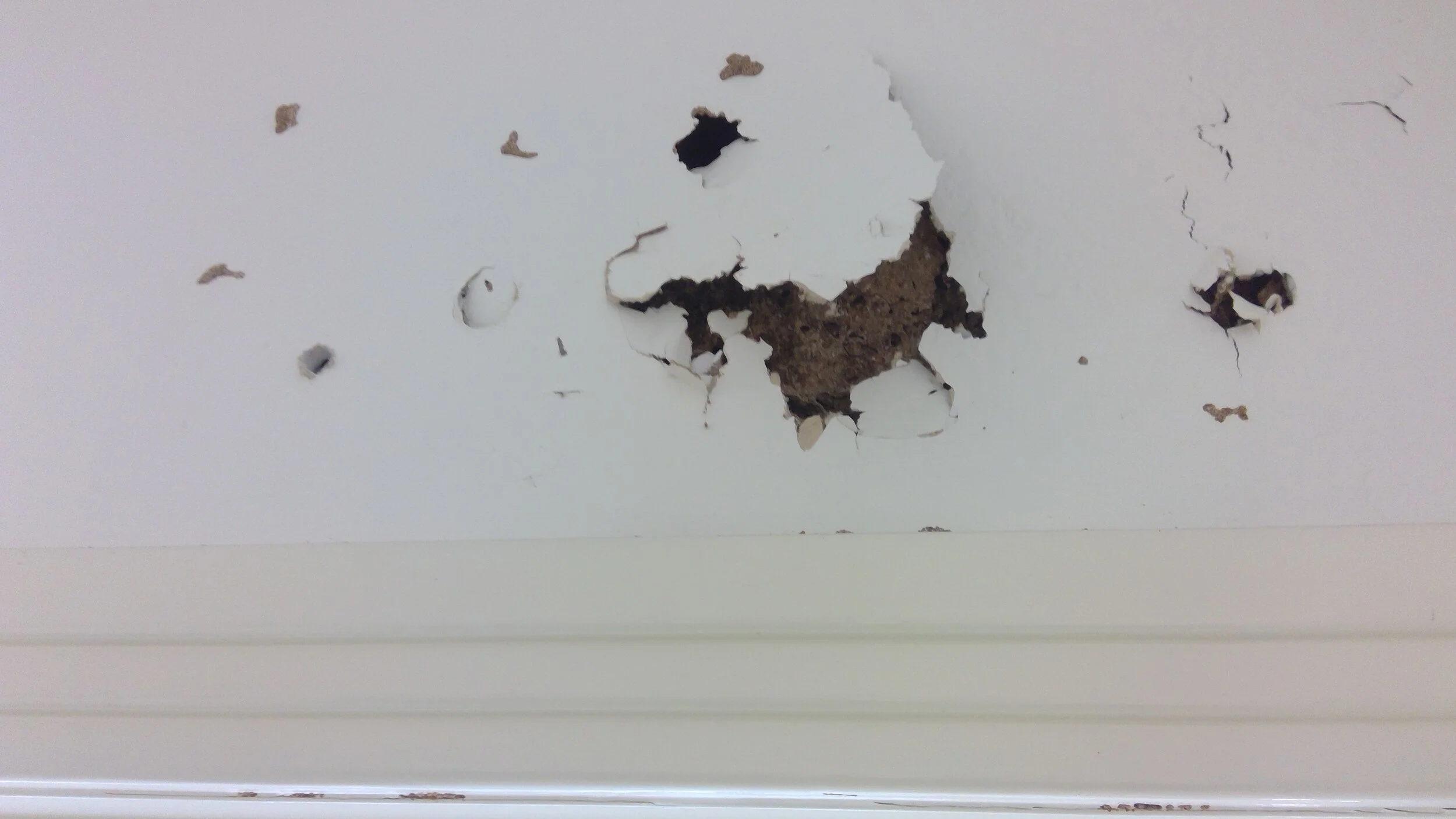 Termites nesting in the wall