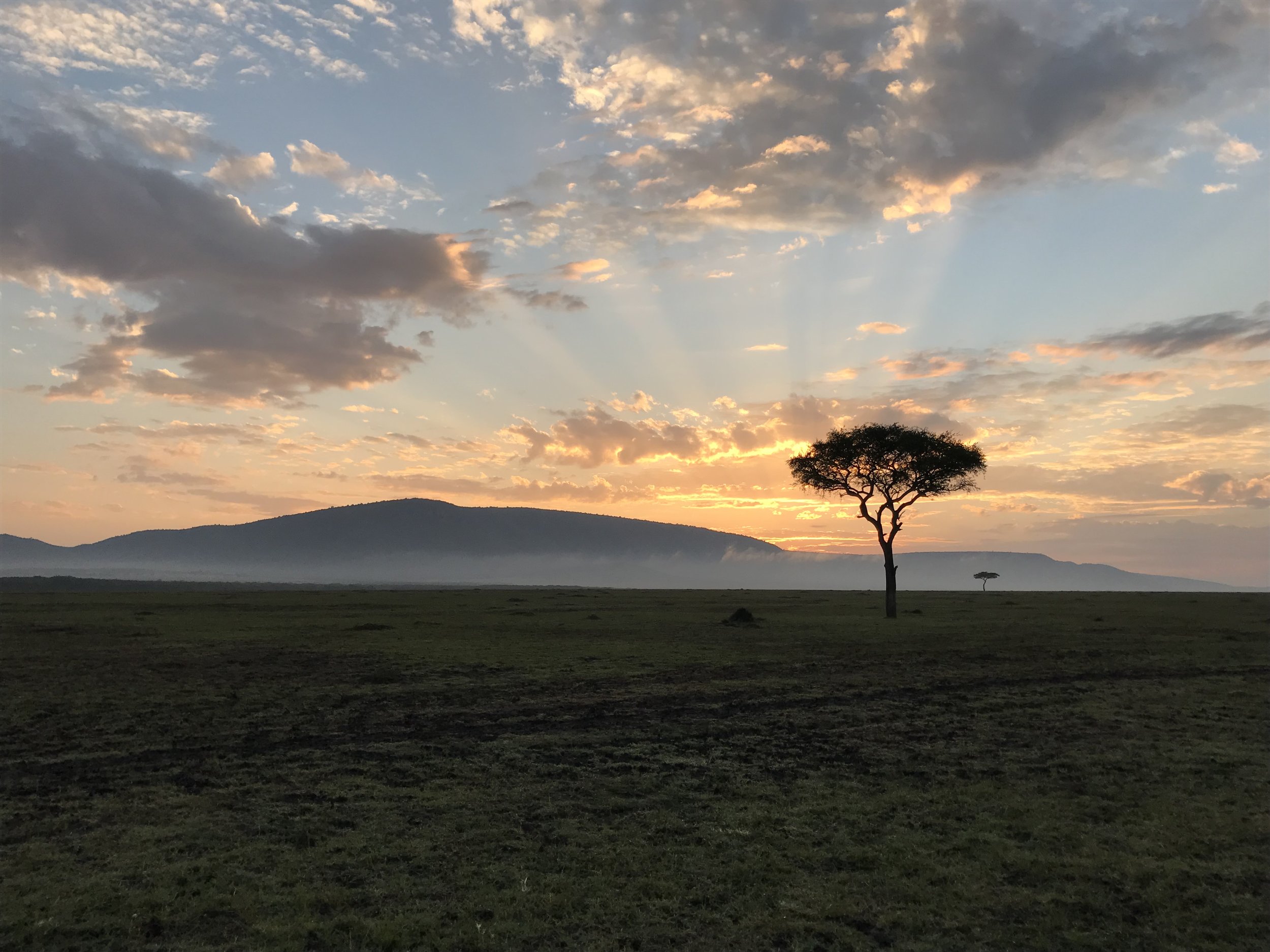 There is no photo credit for this photo, because I took it MYSELF WITH MY VERY OWN IPHONE!!! &nbsp;I like this tree. &nbsp;It was my favourite thing we saw, because it seemed least likely to eat me.