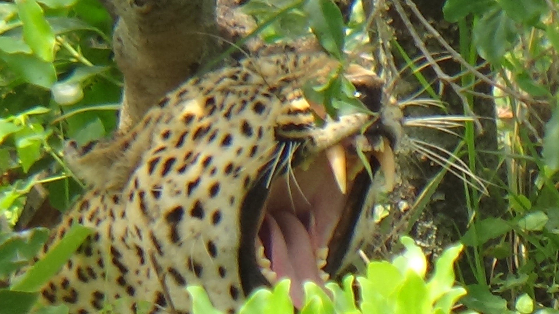 leopard.jpeg