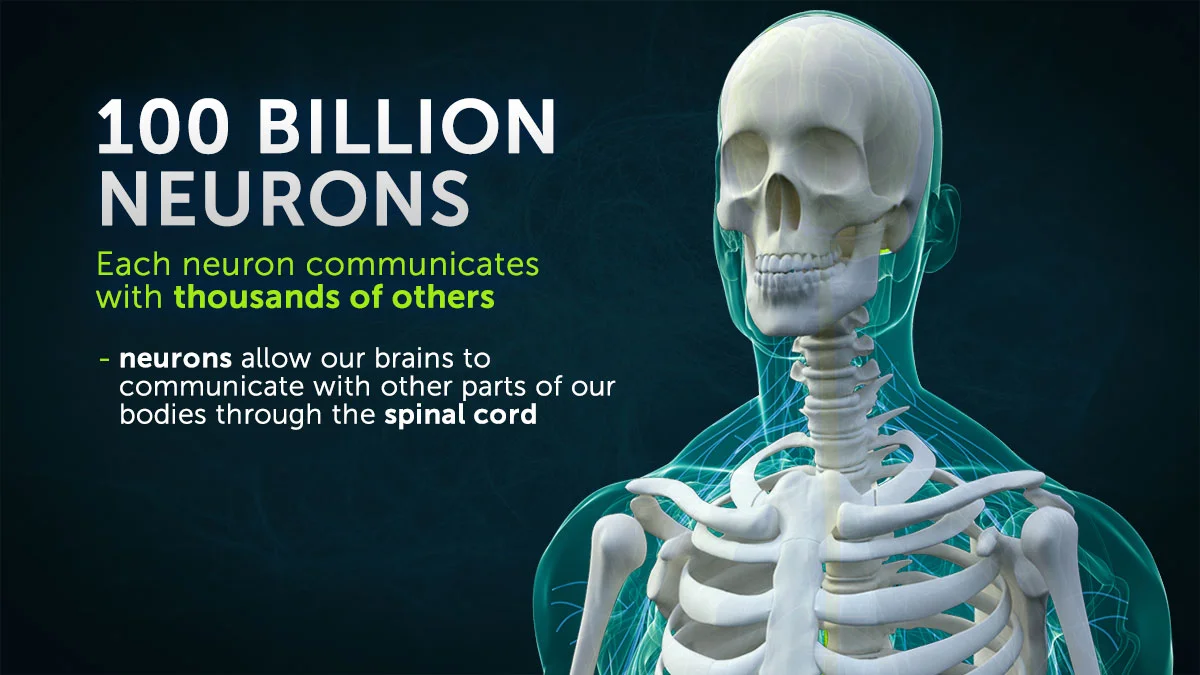 dis_sip_neuronskeleton.jpg