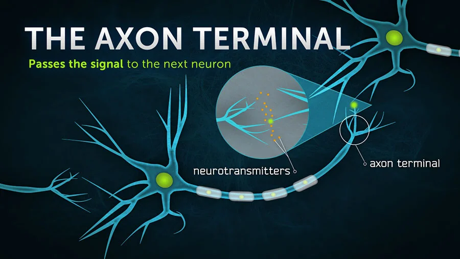 dis_sip_axonterminal.jpg