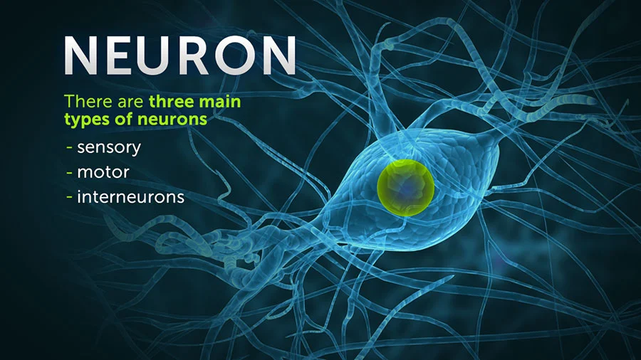 dis_sip_neuron.jpg