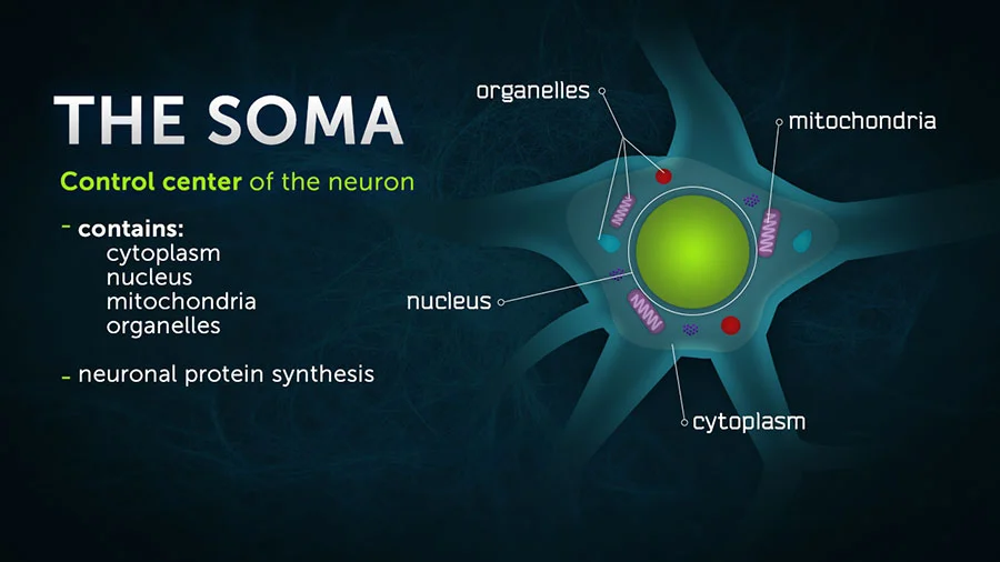 dis_sip_soma.jpg