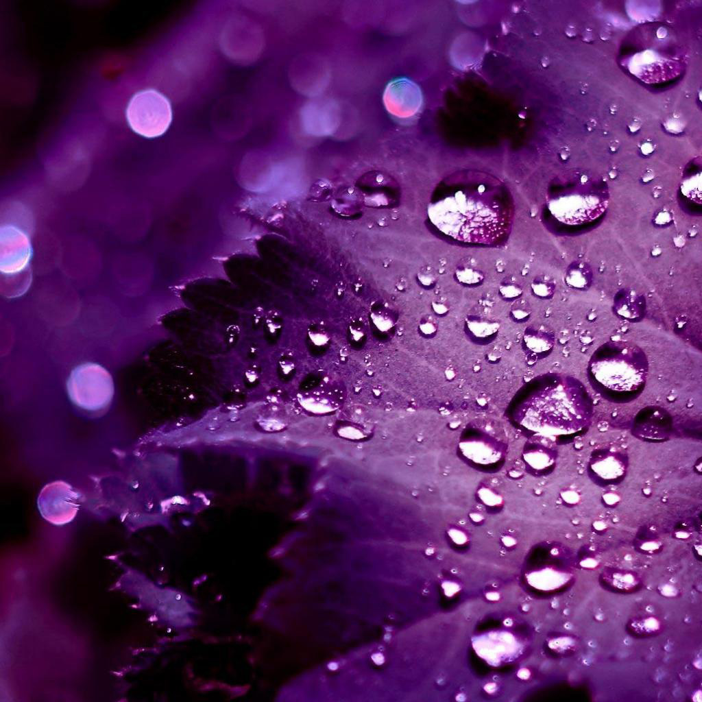 purp1.jpg