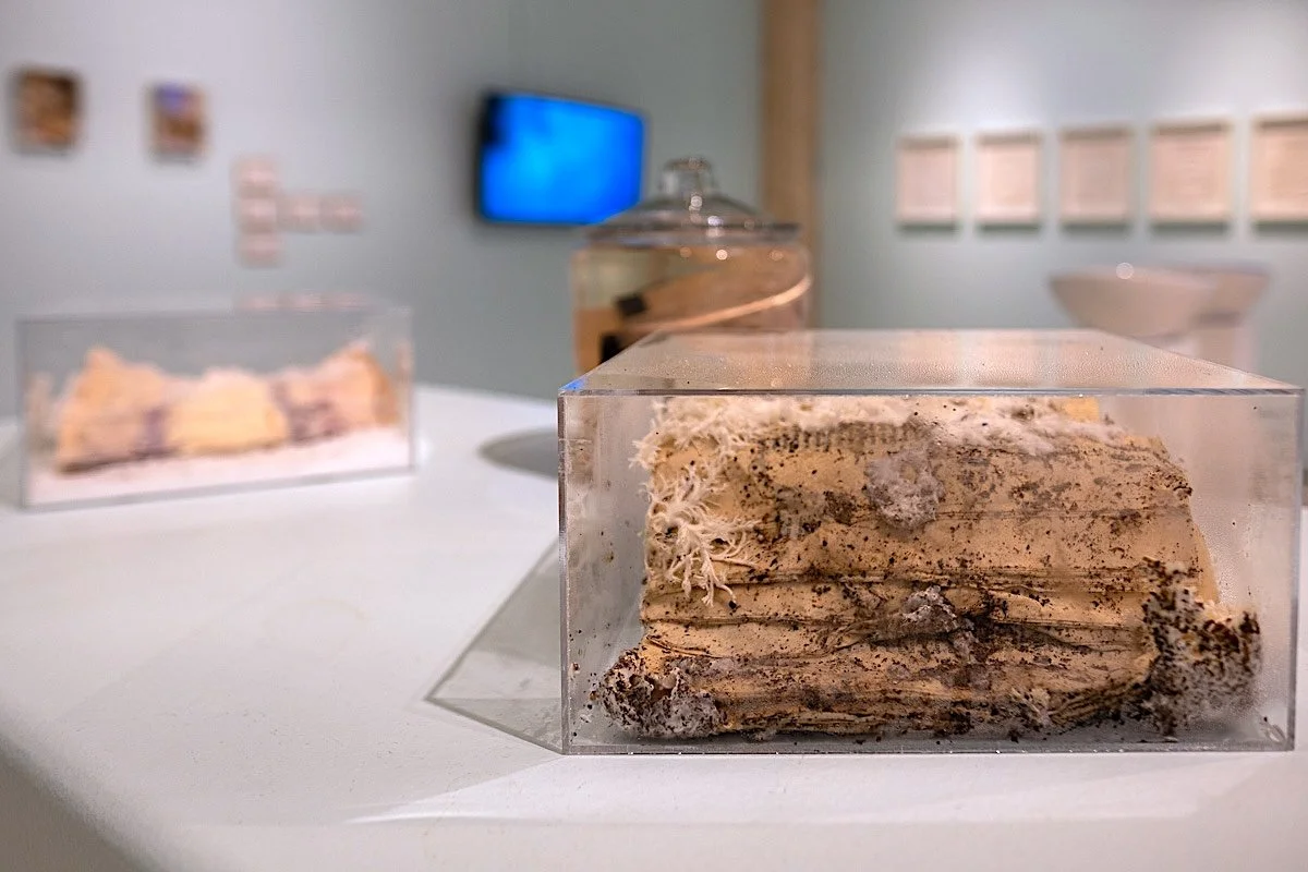 20260305_101526_landarts_cjt.jpg