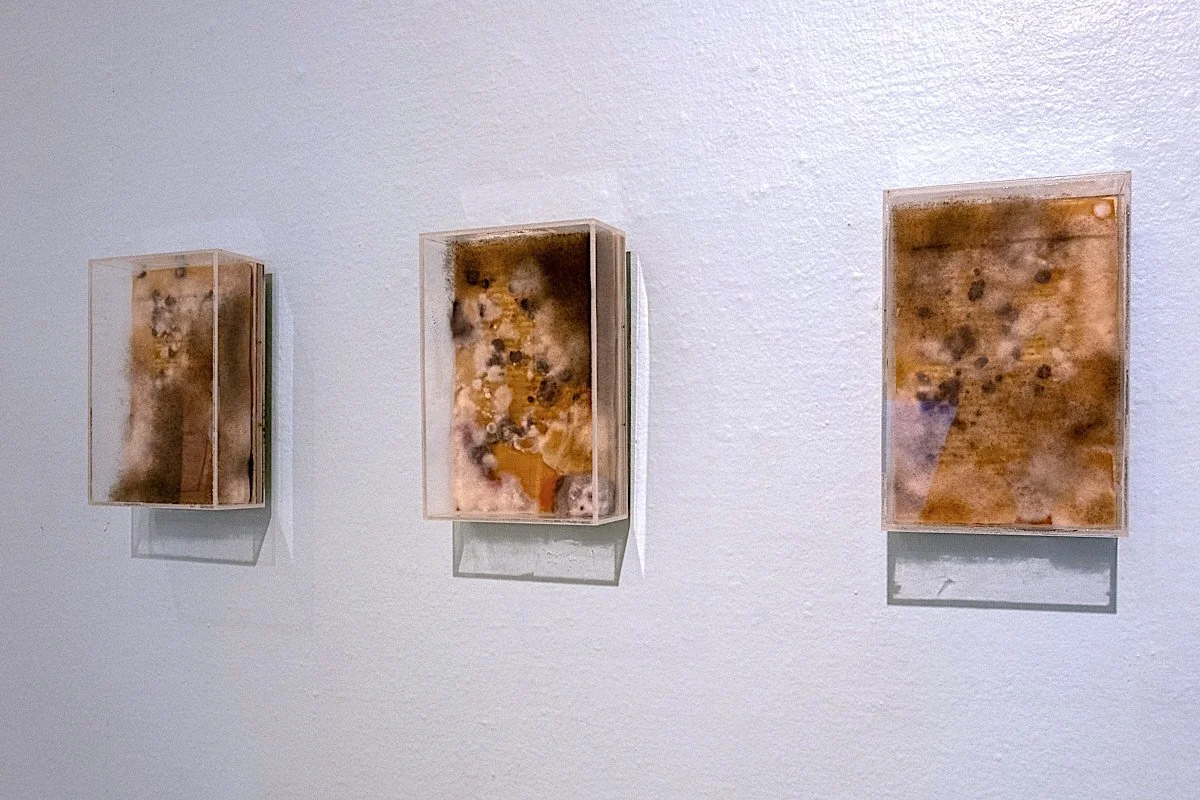   The Accursed Share, Epilogue, The Present Age and Sovereign Art  (installation view), 2025-26, book page, microbes, wood, plexiglass, 5" x 9" x 1” each 