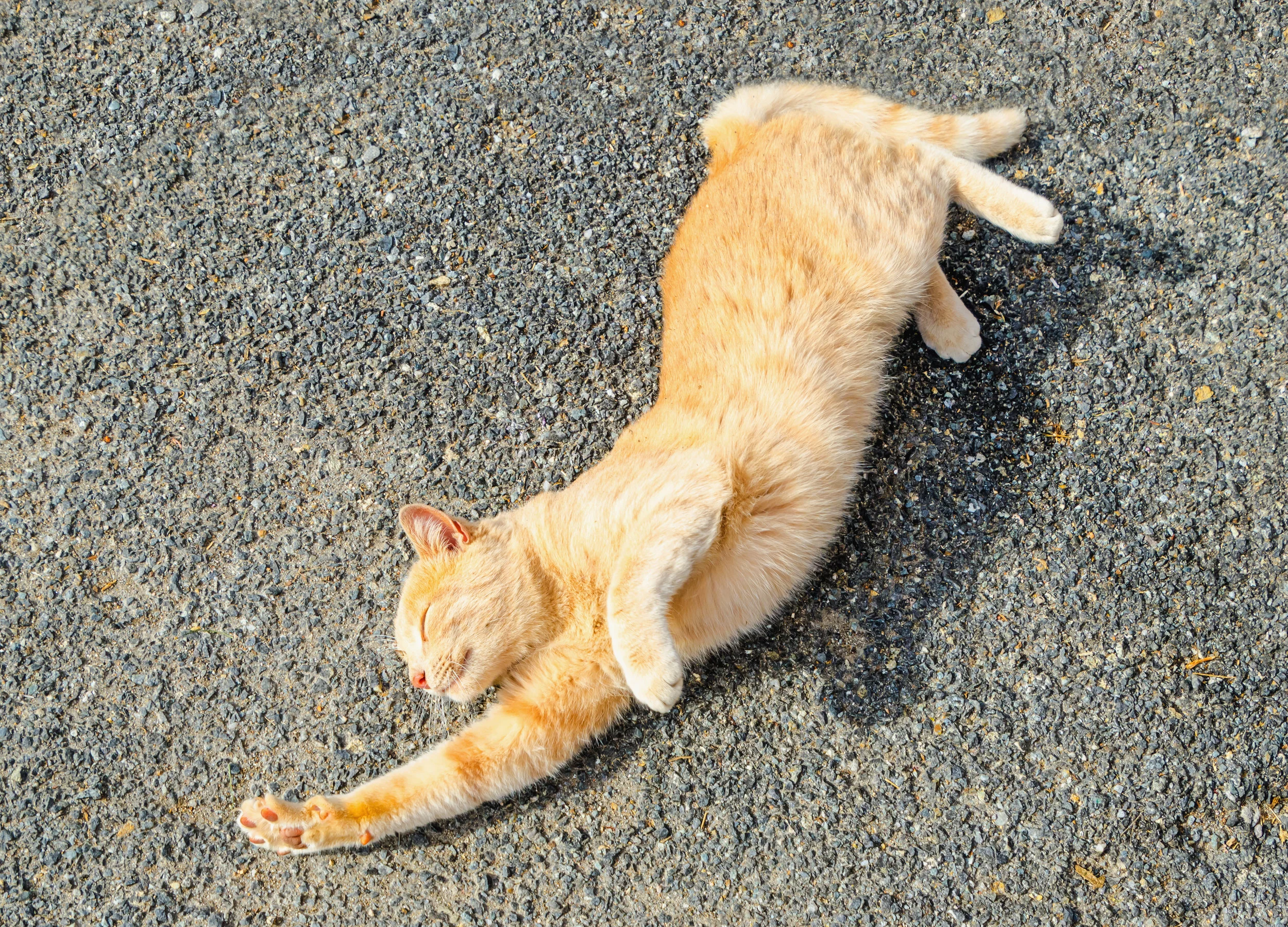 cat stretching on the ground of the street.jpg