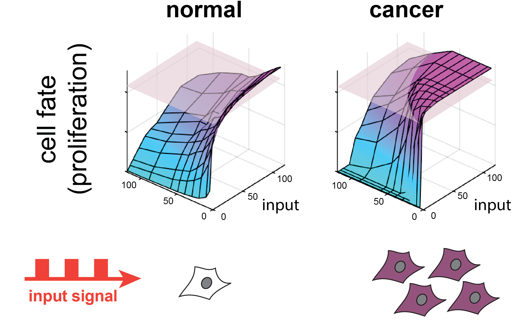 Certain cancer cells may misinterpret dynamic signals to inappropriately proliferate
