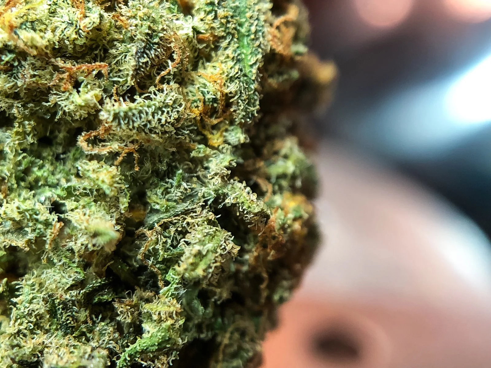 Critical Kush Nugget Close Up.jpg