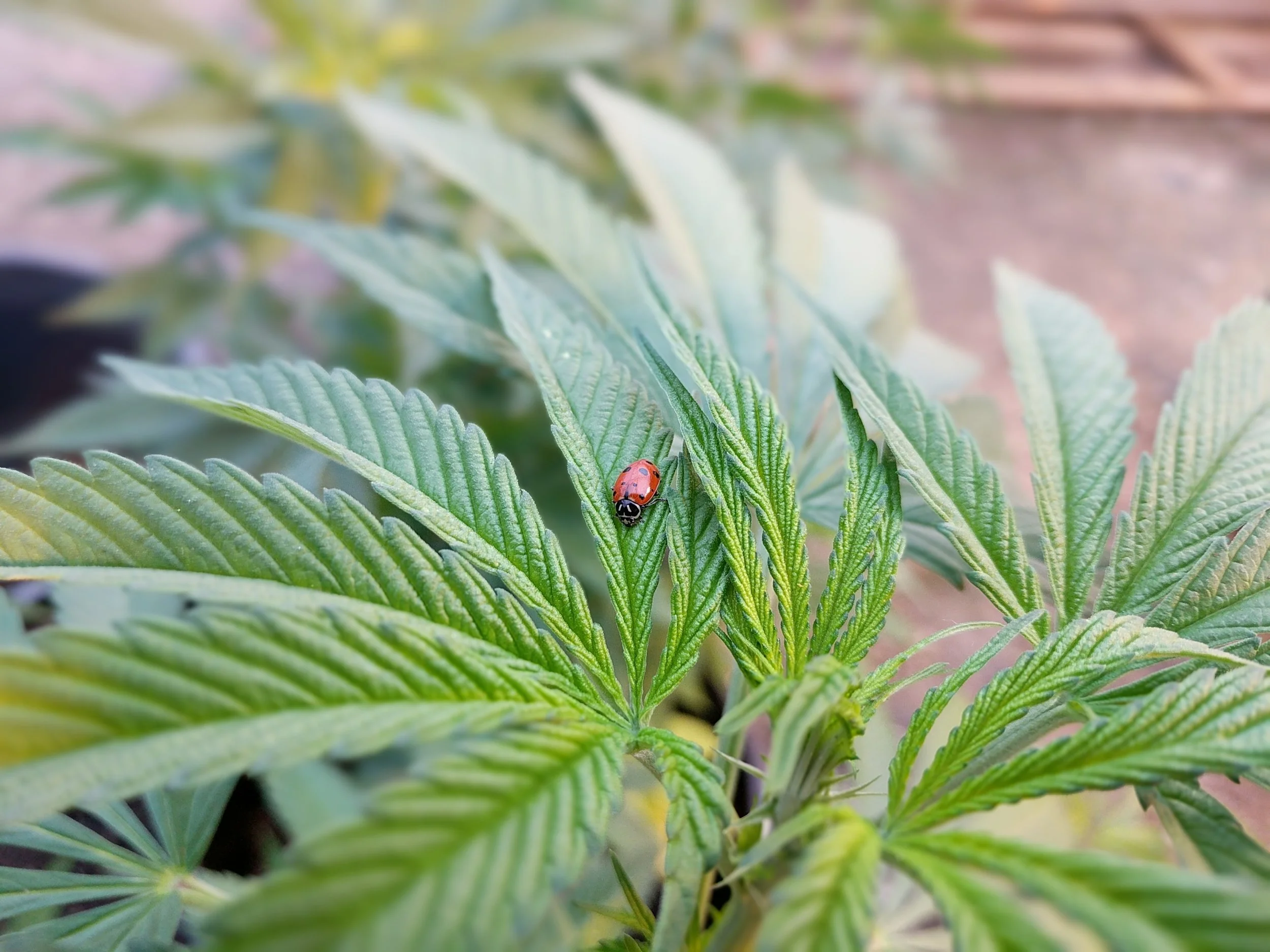 Cannabis Plant w Lady Bug.jpg