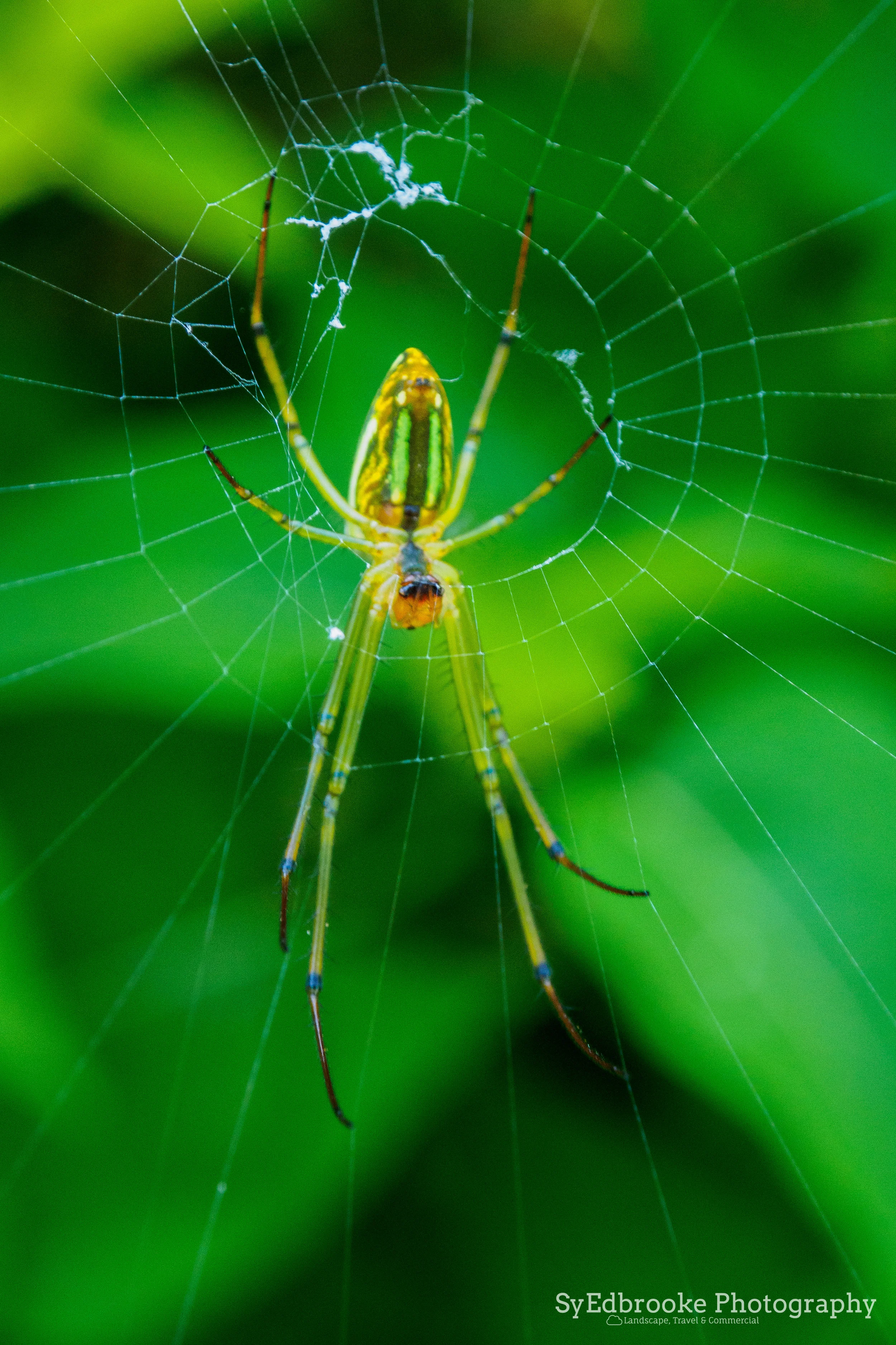 Saw this little guy hangin' out. f6.3, ISO 1600, 1/30, 43mm