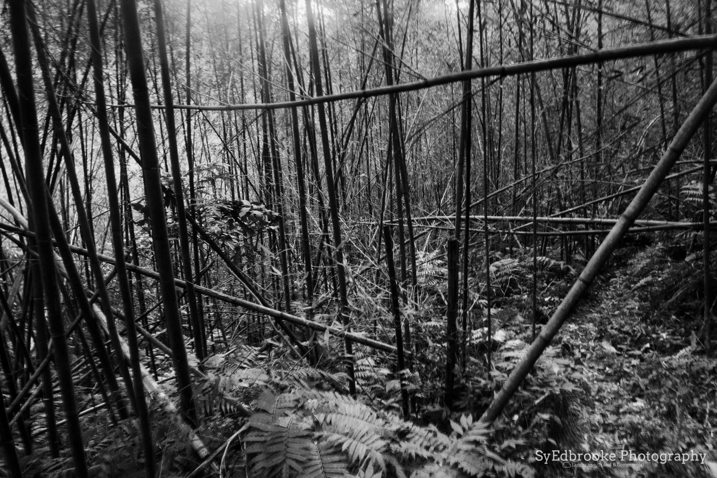 walking sticks galore! f20, ISO 1600, 3.2, 24mm