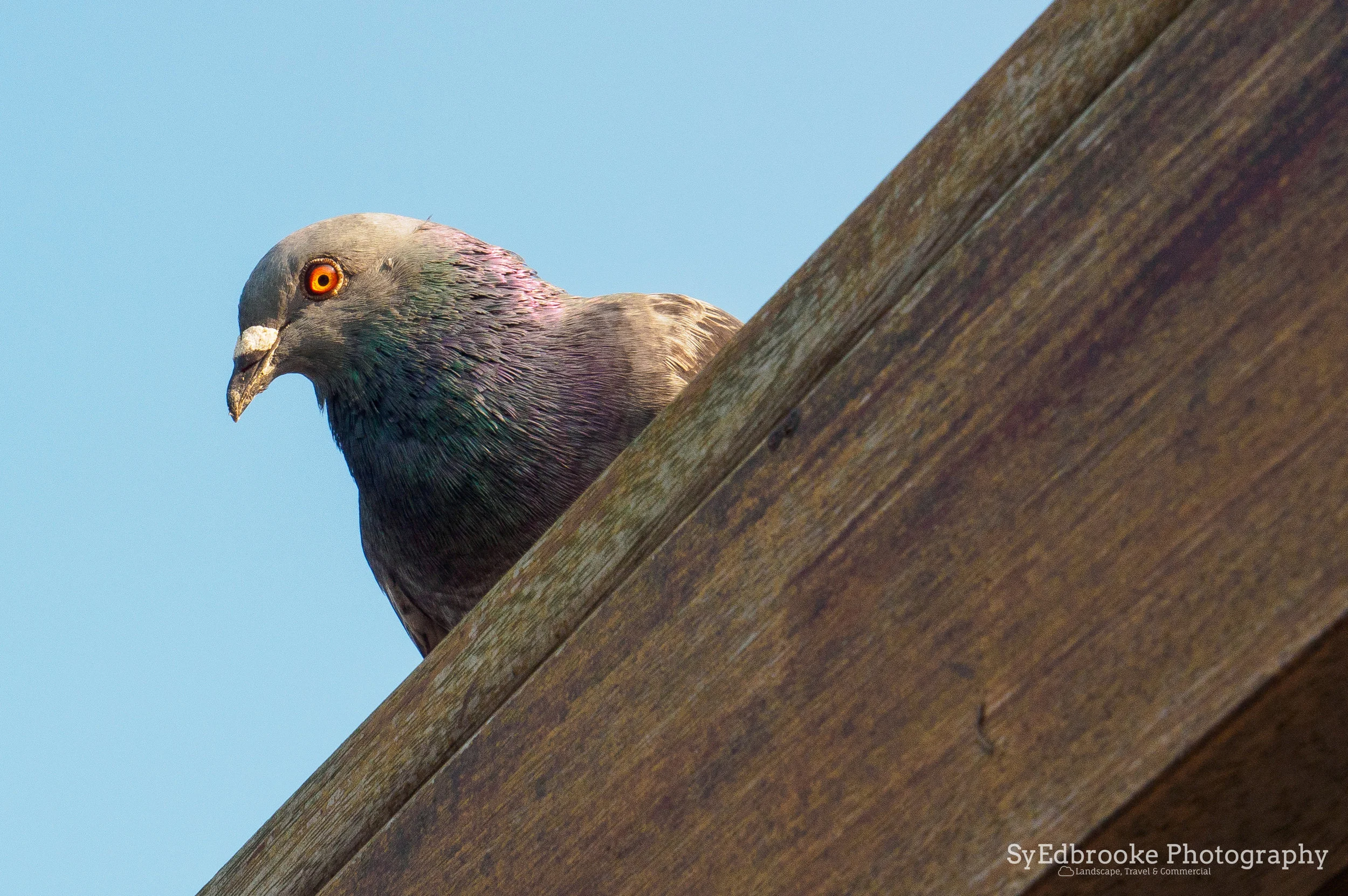 a curious onlooker. f13, ISO 200, 1/40, 100mm